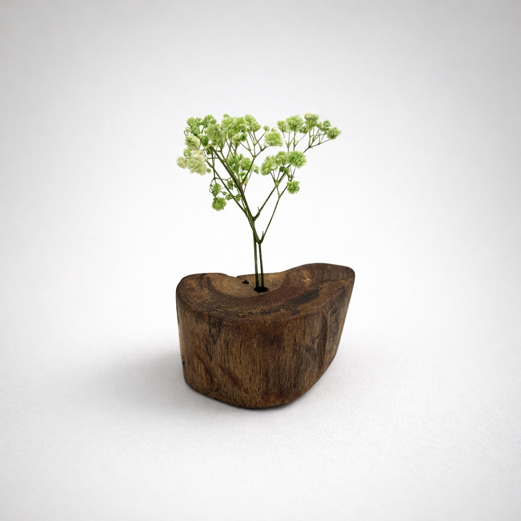 Albero Solitario